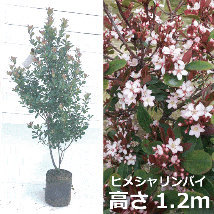楽天市場】ヒメシャリンバイ （姫車輪梅）高さ約1.2m 目隠し サブ