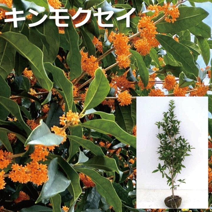 楽天市場】キンモクセイ 大株 高さ約1.5m(鉢含まず) 根巻 常緑樹