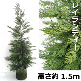 レイランディー　高さ約1.5m　常緑　コニファー　針葉樹　レイランディヒノキ　植木　庭木　大型商品のため離島北海道への配達は不可