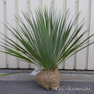 ���b�J�@���X�g���[�^�@�T�t�@�C�A�X�J�C�Y�@������40cm�@�@Yucca rostrata 'Sapphire Skies'
