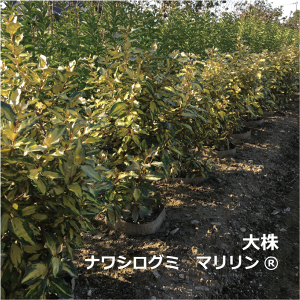 庭 植木 おしゃれの通販 価格比較 価格 Com