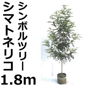 シマトネリコ シンボルツリー 盆栽 植木の人気商品 通販 価格比較 価格 Com