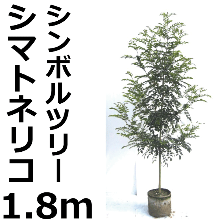 シマトネリコ　大株　【品番3420】 楽天市場】シマトネリコ 大株 高さ 鉢上 約1.8m 【庭植え用