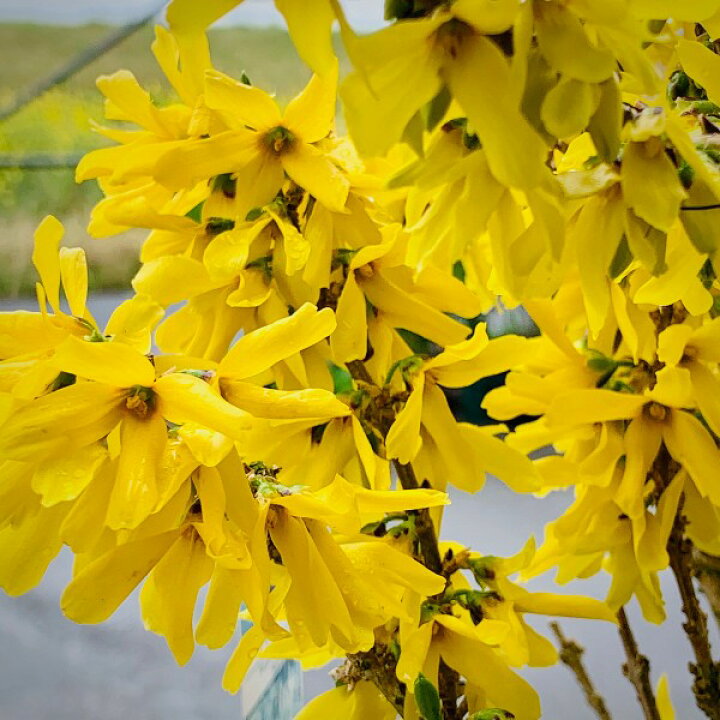 楽天市場 単品販売 レンギョウ ニンバス Pvp 苗木 高さ約 30ｃｍ 15ｃｍポット入り ４月上旬には豪華な黄色の花が咲く 落葉低木 雑木 おしゃれな庭に 人気の 植木 庭木 ガーデンプランツ ガーデニング 植木組合より産地直送 植木生産組合直営 植木組合