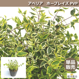 楽天市場 常緑低木 洋風の通販