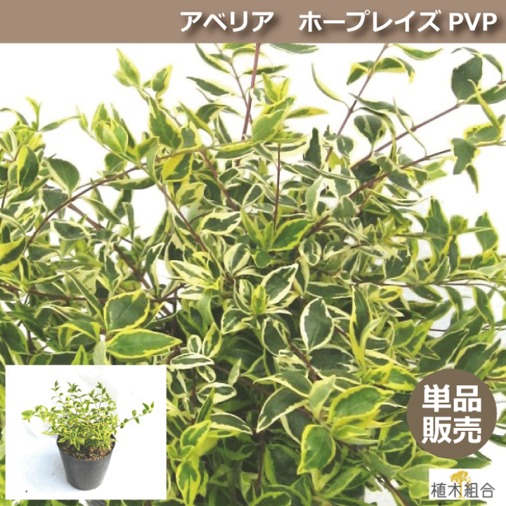 楽天市場 単品販売 アベリア ホープレイズ 15ｃｍポット入り 高さ約ｃｍ 設計士さんが使うオシャレな樹 Pvp 常緑低木 フイリアベリア おしゃれな庭に 人気の 植木 庭木 ガーデニング 植木組合より産地直送 植木生産組合直営 植木組合