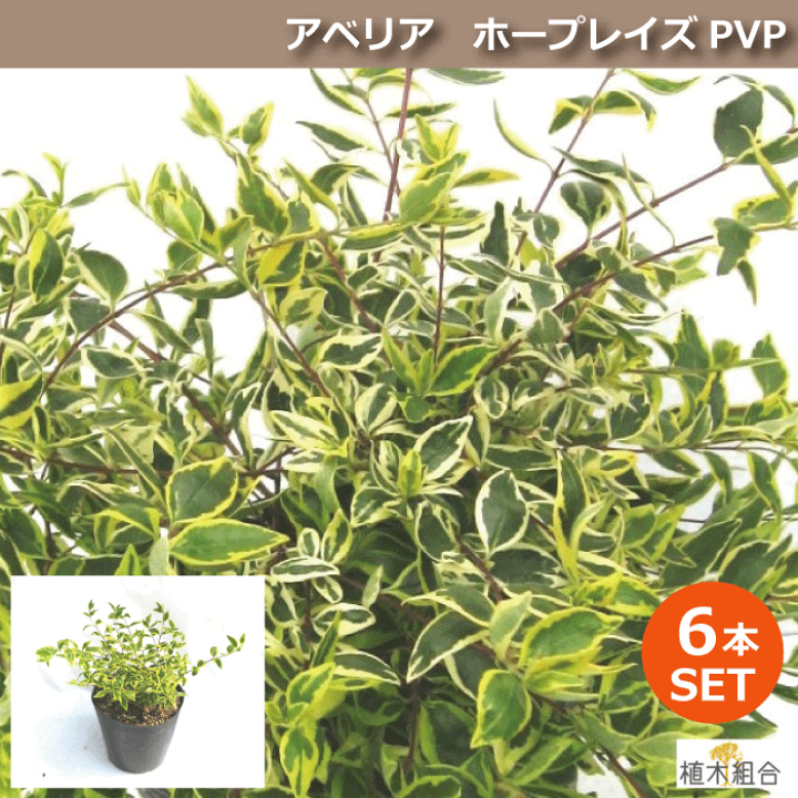 おすすめ低木6種6本セット◎マホニア◎アベリア◎カラーリーフ