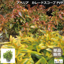 楽天市場】寄せ植え（種類（植物）アベリア）（植木｜ガーデニング