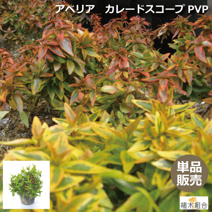 楽天市場 単品販売 アベリア カレードスコープ Pvp 15ｃｍポット入り 高さ約 25ｃｍ 常緑 半常緑 低木 おしゃれな庭に 人気の 植木 庭木 ガーデンプランツ ガーデニング 植木組合より産地直送 植木生産組合直営 植木組合