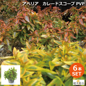 植木 盆栽 アベリアの人気商品 通販 価格比較 価格 Com 植木 盆栽 アベリアの人気商品 通販 価格比較 価格 Com