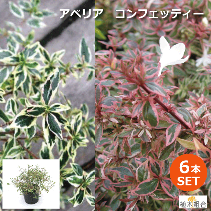 送料無料キャンペーン 楽天市場】【6本セット】アベリア コンフェッティ 高さ約20cm 花・観葉植物