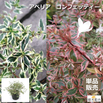 楽天市場】植物 アベリア コンフェッティの通販