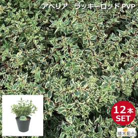 楽天市場 鉢植え 木 目隠しの通販
