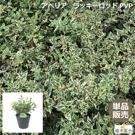楽天市場 常緑 低木 斑入りの通販