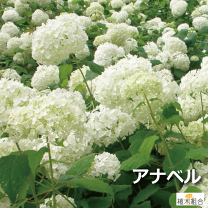 楽天市場】アナベル 苗（植木｜ガーデニング・農業）：花・ガーデン