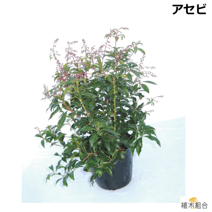 楽天市場 単品販売 アセビ 白花 15cmポット入り 高さ約30cm 馬酔木 あせび 常緑低木 人気の 植木 庭木 ガーデニング 植木組合より産地直送 植木生産組合直営 植木組合 楽天市場 単品販売 アセビ 白花 15cmポット入り 高さ約30cm 馬酔木 あせび 常緑低木 人気の 植木 庭木 ガーデニング 植木組合より産地直送 植木生産組合直営 植木組合