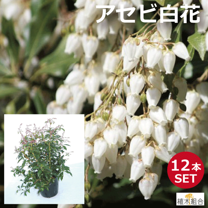 アセビ 0 1m10 5cmポット 1年間枯れ保証 18本セット 春に花が咲く木 送料無料 最大99 オフ 18本セット