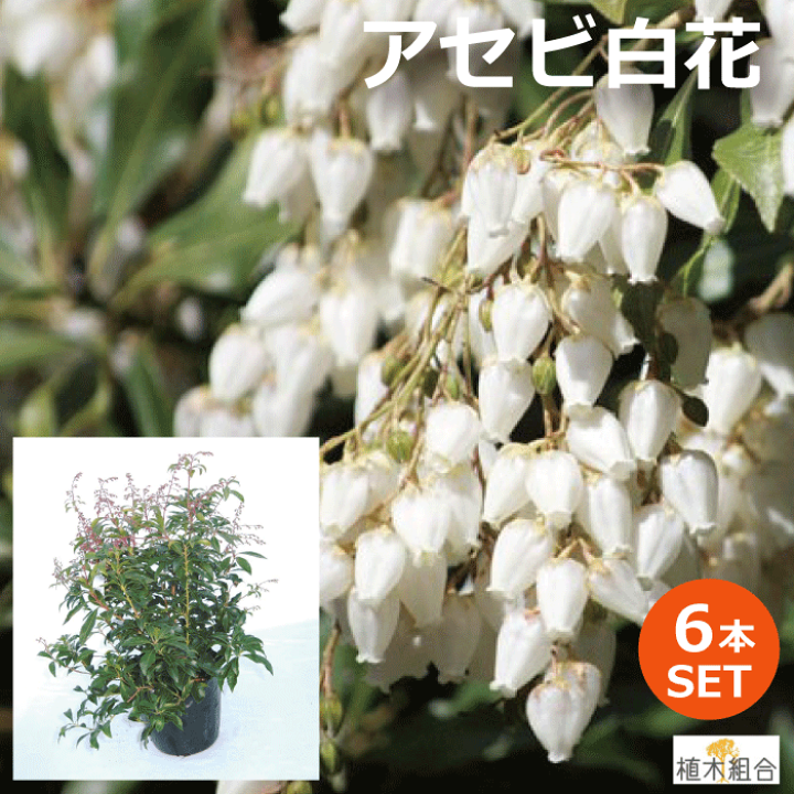楽天市場】【6本セット】アセビ 白花 15cmポット入り 高さ約30cm