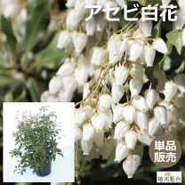 楽天市場】アセビ 白の通販