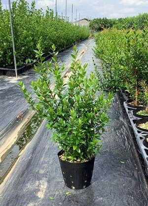 楽天市場 ギンバイカ 高さ約40cm 15cmポット入り 祝いの木 銀梅香 マートル ミルタス ヴィーナスの木 おしゃれな庭に 人気の 植木 庭木 ガーデニング 植木組合より産地直送 植木生産組合直営 植木組合 楽天市場 ギンバイカ 高さ約40cm 15cmポット入り 祝いの木 銀梅香 マートル ミルタス ヴィーナスの木 おしゃれな庭に 人気の 植木 庭木 ガーデニング 植木組合より産地直送 植木生産組合直営 植木組合