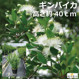 楽天市場 ギンバイカ 植木 ガーデニング 農業 花 ガーデン Diyの通販