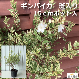 楽天市場 ギンバイカ 植木 ガーデニング 農業 花 ガーデン Diyの通販
