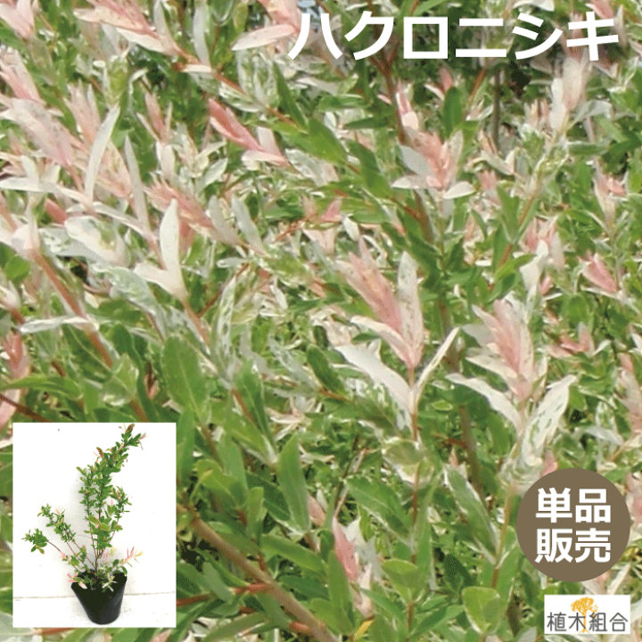 楽天市場 単品販売 ハクロニシキ 白露錦 高さ約30ｃｍ 12ｃｍポット入り 落葉低木 新芽がピンク 洋風 おしゃれな庭に 人気の 植木 庭木 ガーデンプランツ ガーデニング 植木組合より産地直送 植木生産組合直営 冬は落葉した状態です 植木組合