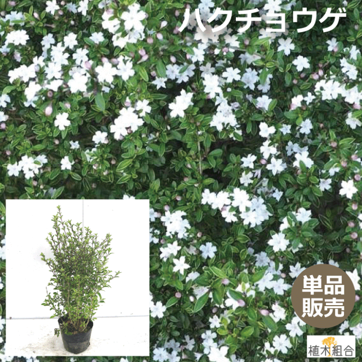 楽天市場 単品販売 ハクチョウゲ 白丁花 白花 高さ約40ｃｍ 12ｃｍポット入り おしゃれな庭に 人気の 植木 庭木 ガーデンプランツ ガーデニング 植木組合より産地直送 植木生産組合直営 植木組合