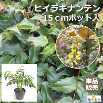 楽天市場】節分 柊（ガーデニング・農業｜花・ガーデン・DIY）の通販