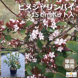 yPi̔zqVoC@30cm@15cm|bg@Pԗ֔~@R`@i`@ȒɁ@lĆ@A؁@TuC@_@