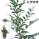 楽天市場 鬼門 縁起木 植木組合 楽天市場 鬼門 縁起木 植木組合