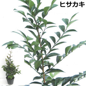 ヒサカキ　（姫榊・ビシャコ）　高さ約30cm　植木　庭木　ガーデニング 植木組合より産地直送　植木生産組合直営