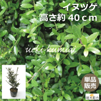 楽天市場】イヌツゲ マメツゲ（花・ガーデン・DIY）の通販