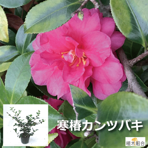 植木 盆栽 寒椿の人気商品 通販 価格比較 価格 Com 植木 盆栽 寒椿の人気商品 通販 価格比較 価格 Com
