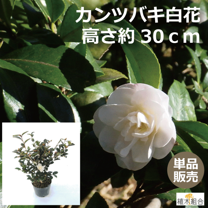 21a W新作 送料無料 寒椿 赤 5本 植木 苗