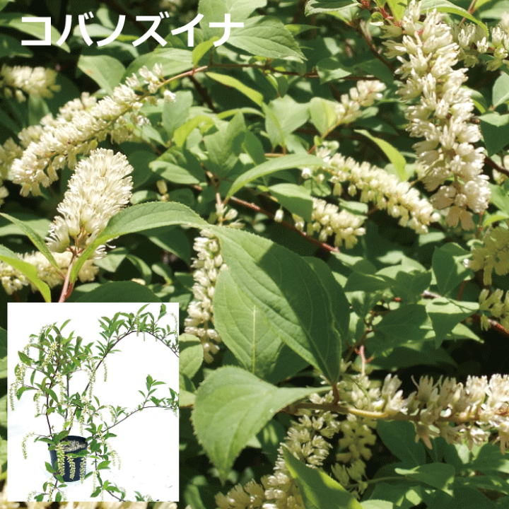 楽天市場 コバノズイナ 白花 高さ約40cm 紅葉も楽しめる木 落葉低木 雑木 ナチュラル おしゃれな庭に 人気の 植木 庭木 ガーデンプランツ ガーデニング 植木組合より産地直送 植木生産組合直営 植木組合 楽天市場 コバノズイナ 白花 高さ約40cm 紅葉も楽しめる木 落葉低木 雑木 ナチュラル おしゃれな庭に 人気の 植木 庭木 ガーデンプランツ ガーデニング 植木組合より産地直送 植木生産組合直営 植木組合