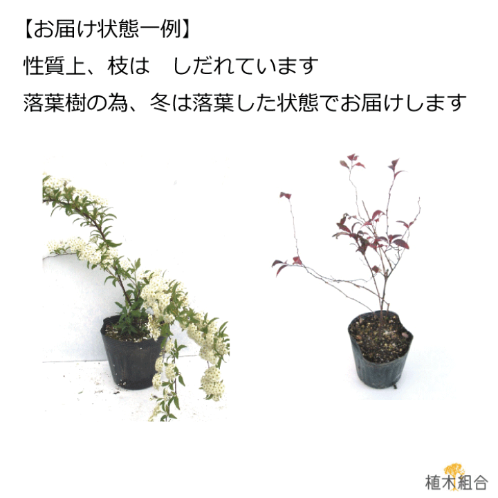 楽天市場 単品販売 コデマリ 高さ約40ｃｍ 一重咲き 落葉低木 添え木 花壇 玄関前 ナチュラル おしゃれな庭に 人気の 植木 庭木 ガーデニング 植木組合より産地直送 植木生産組合直営 植木組合