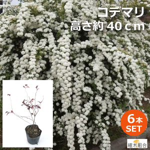 玄関 植木 おしゃれの人気商品 通販 価格比較 価格 Com 玄関 植木 おしゃれの人気商品 通販 価格比較 価格 Com