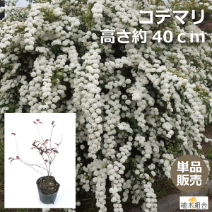 玄関 植木 おしゃれの人気商品 通販 価格比較 価格 Com 玄関 植木 おしゃれの人気商品 通販 価格比較 価格 Com