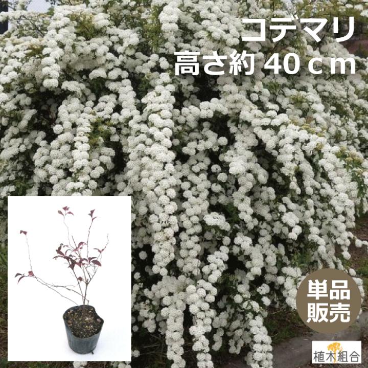 楽天市場 単品販売 コデマリ 高さ約40ｃｍ 一重咲き 落葉低木 添え木 花壇 玄関前 ナチュラル おしゃれな庭に 人気の 植木 庭木 ガーデニング 植木組合より産地直送 植木生産組合直営 植木組合