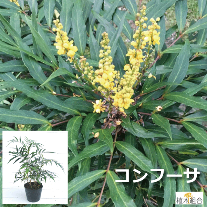 楽天市場】【セット販売】マホニアコンフーサ 高さ約30cm 常緑 楽天市場】【セット販売】マホニアコンフーサ 高さ約30cm 常緑