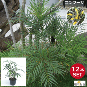 庭 植木 おしゃれの人気商品 通販 価格比較 価格 Com 庭 植木 おしゃれの人気商品 通販 価格比較 価格 Com