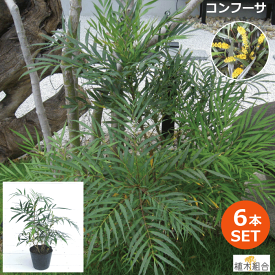 楽天市場 常緑低木 洋風の通販