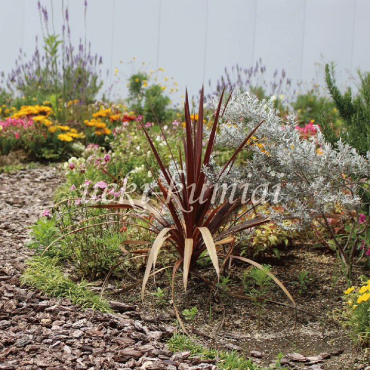 楽天市場】ドラセナ コルディリーネ 高さ約40cm (12cmポット入り