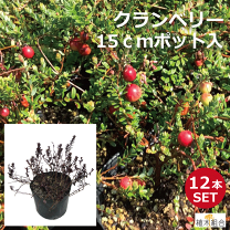 楽天市場】クランベリー苗（花・ガーデン・DIY）の通販