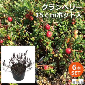 クランベリー 生 農業資材 ガーデニング用品の人気商品 通販 価格比較 価格 Com