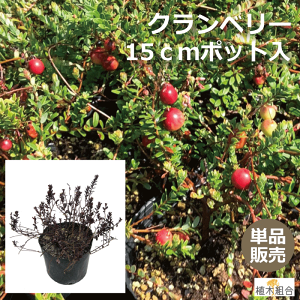 クランベリー 生 農業資材 ガーデニング用品の人気商品 通販 価格比較 価格 Com