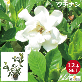楽天市場 ガーデニア 花 ガーデン Diy の通販 楽天市場 ガーデニア 花 ガーデン Diy の通販