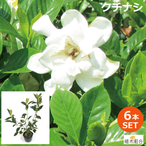 クチナシ 花 Diy 工具の人気商品 通販 価格比較 価格 Com