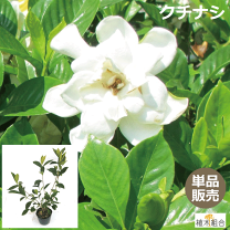 楽天市場】クチナシ 八重の通販